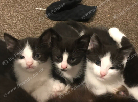 2 boys 1 girl looking for a loving home