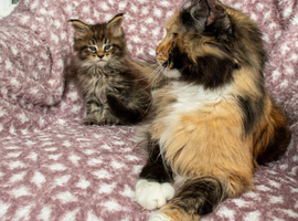 Maine coon Kittens