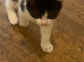 Female kittens