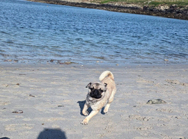 3 year old Male pug