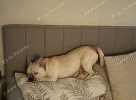 Frenchie x pug