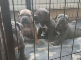 Big blue cane corso pups for sale