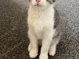Male and female kittens