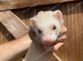 3 Jill ferrets 3 years old