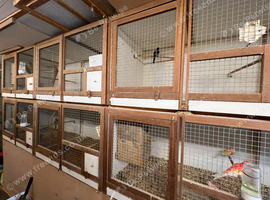 Large flight cages.