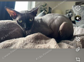 Pure grey Canadian
