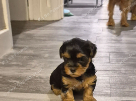 Beautiful full breed Yorkshire Terriers