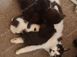 kittens