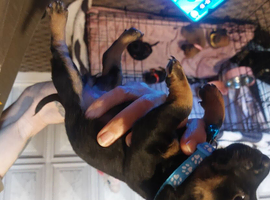 Jackwawas puppies