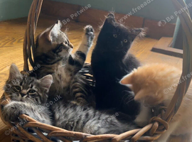 Gorgeous Siberian cross kittens ready to leave now