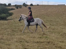 13&rsquo;3 fun spotty pony