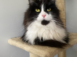 Female cat for rehoming