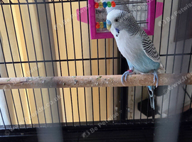 Budgie and Cage