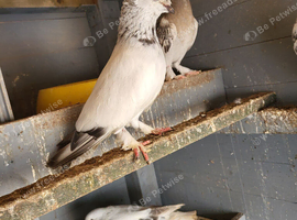 Pigeon for sale