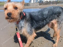 Male Yorkshire terrier 2 yr old