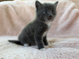 Beautiful kittens For Sale