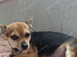 Chihuahua puppies