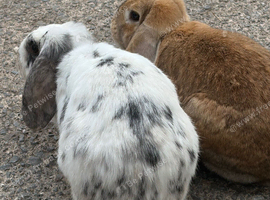 2 bonded females