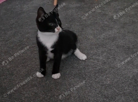 Tuxedo kitten for sale