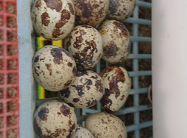 Japanese quail fertile eggs