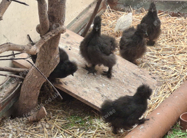 Silkie Chicks for sale.  White and Black