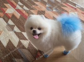 Beautiful white toy pomeranian