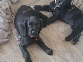 Cocker spaniels ready to leave