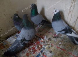 ROLLES FOR SALE..