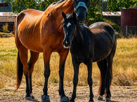 14'2 2 year old new forest gelding