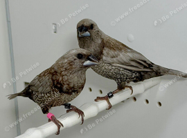 Beautiful Pair of Pearl bengalese finches