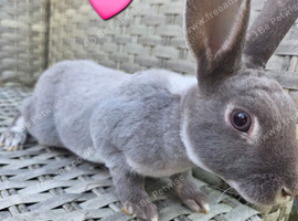 Velvet mini rex does