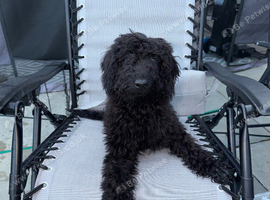 Labradoodle berry