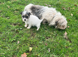 Miniature Jack Russel boy
