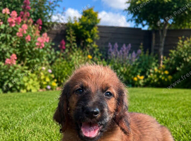 F1B STBERDOODLE 2 BOYS 1495 FULL HEALTH CHECKED VACCINATED CHIPPED WORMED