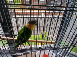 Female caique parrots