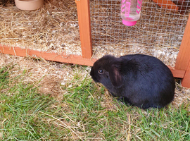 Baby mini lops gor sale