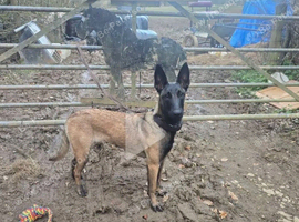 Nala 14 month old Mali