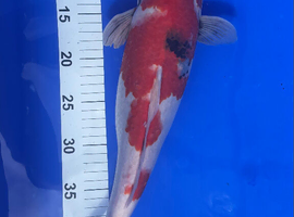 Japanese Koi
