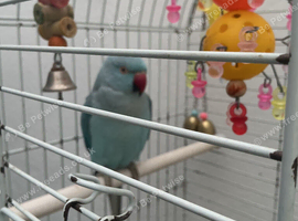 Ring neck female