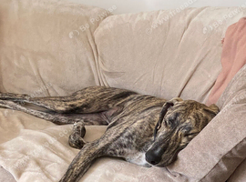 10 month old brindle Lurcher bitch