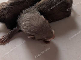 European polecat x pole