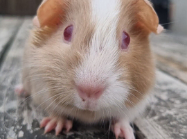 Beautiful Baby guinea pigs for sale