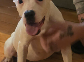 American bulldog cross staffy