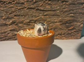 Male fancy mice