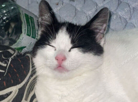 Kitten