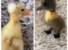 2 ducklings 1white crested and Cayuga/ white crested