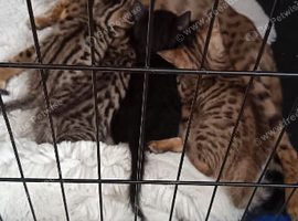 4 bengal kittens