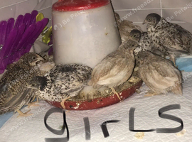 QUAILS,POINT OF LAY CHINESE BUTTONS!