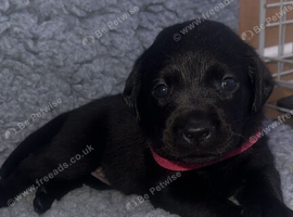 Beautiful KC Labradors all black