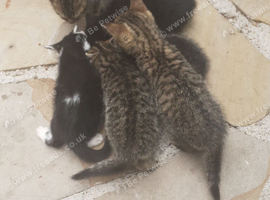 Bengal X KITTENS 2 Boys 2 Girls Ready Now